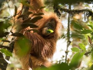 Bangkai Orangutan Tapanuli Ditemukan di Tumpukan Kayu Banjir di Tapteng