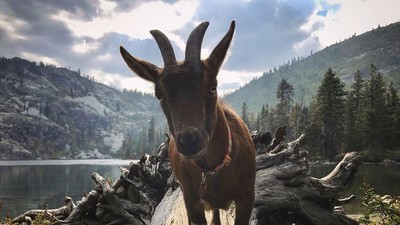 Foto: Kenalan Sama Kambing yang Suka Traveling