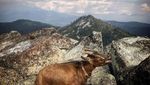 Foto: Kenalan Sama Kambing yang Suka Traveling