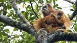 Ini Orangutan Tapanuli, Spesies Baru yang Langka dan Terancam Punah