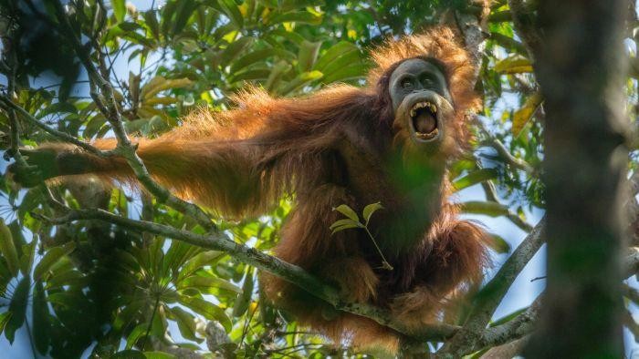 Spesies Baru Orangutan Tapanuli Ditemukan Hampir Punah