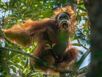 Batang Toru: Hutannya Dibabat Habis, Orangutannya Terancam Punah
