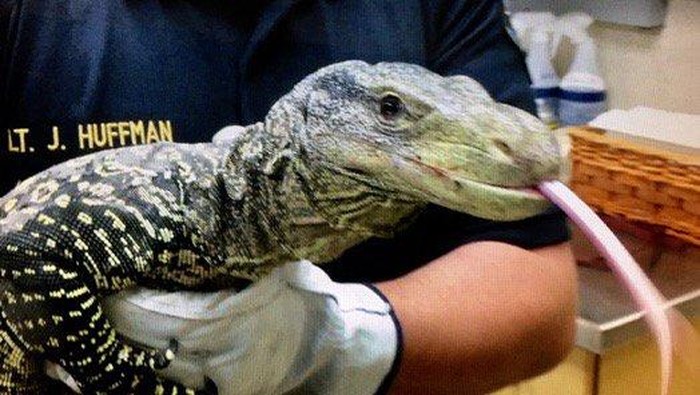 Ngeri, Ada Kadal Raksasa Nyasar di Kebun Belakang Rumah