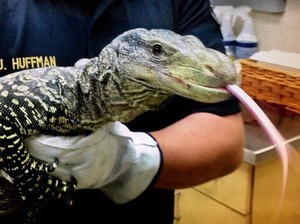 Ngeri, Ada Kadal Raksasa Nyasar di Kebun Belakang Rumah