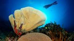 Foto: Ini Resort Diving Terbaik Sedunia di Indonesia