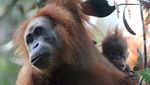 Ini Orangutan Tapanuli, Spesies Baru yang Langka dan Terancam Punah