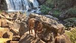 Foto: Kenalan Sama Kambing yang Suka Traveling