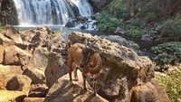 Keseruan traveling Frankie dapat traveler intip di akun instagram @argosyodyssey. (argosyodyssey/Instagram)