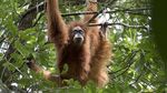 Ini Orangutan Tapanuli, Spesies Baru yang Langka dan Terancam Punah
