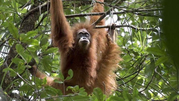 Fakta-fakta Orangutan Tapanuli, yang Makin Langka Akibat Banjir Sumatera