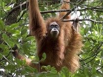 Fakta-fakta Orangutan Tapanuli, yang Makin Langka Akibat Banjir Sumatera