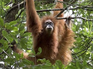 Fakta-fakta Orangutan Tapanuli, yang Makin Langka Akibat Banjir Sumatera