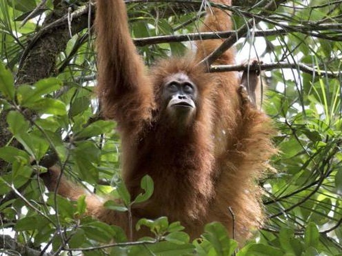 Orangutan Tapanuli