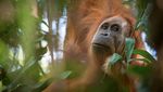 Ini Orangutan Tapanuli, Spesies Baru yang Langka dan Terancam Punah