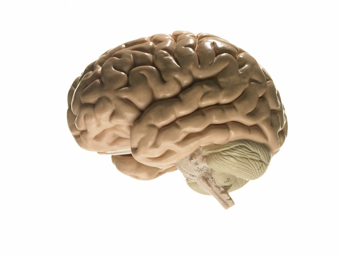 ilustrasi otak manusia