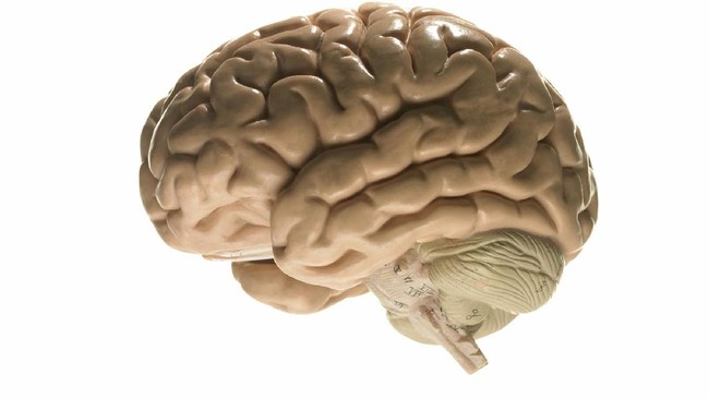 5 Gejala yang Biasa Menyertai Brain Atrophy