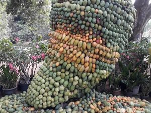 Varietas Baru Mangga Pisang di Pasuruan, Cobain Yuk!