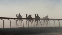 Festival ini bernama Sheikh Zayed bin Sultan Al Nahyan Camel Race Festival. (Muhammad Hamed/REUTERS)
