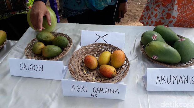 Hasil silang mangga arummanis dan saigon/