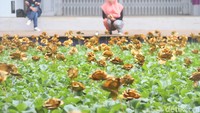 Pengunjung melihat karya seni yang dipamerkan dalam Jakarta Biennale di Gudang Sarinah Ekosistem (GSE), Jakarta, Minggu (5/11/2017). Gelaran dua tahunan seni di Ibu Kota itu menggaet 51 seniman yang berasal dari Indonesia serta mancanegara. Selain di GSE, pameran juga dilakukan di  Museum Fatahillah serta Museum Seni Rupa dan Keramik, Jakarta Barat.