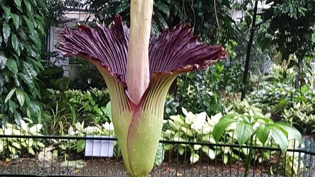  Bunga Bangkai di Kebun Raya Bogor Sudah Mekar Yuk Lihat 