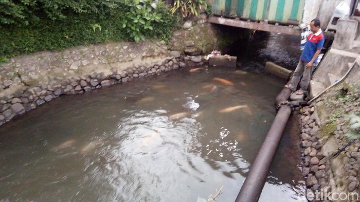 Ikan di Salatiga Ini Dipelihara Bebas di Sungai dan Tidak Dicuri