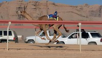 Balapan unta ini rutin diadakan, selain untuk kegiatan olahraga, juga sebagai kegiatan parawisata unuk menarik para turis berkunjung ke Wadi Rum. (Muhammad Hamed/REUTERS)