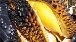 6 Sajian Unik Durian! Dari McFlurry hingga Lobster Saus Durian