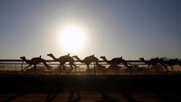 Balapan ini diikuti oleh 550 ekor unta yang nantinya akan berlari sepanjang 5 km sebanyak 12 putaran. (Muhammad Hamed/REUTERS)