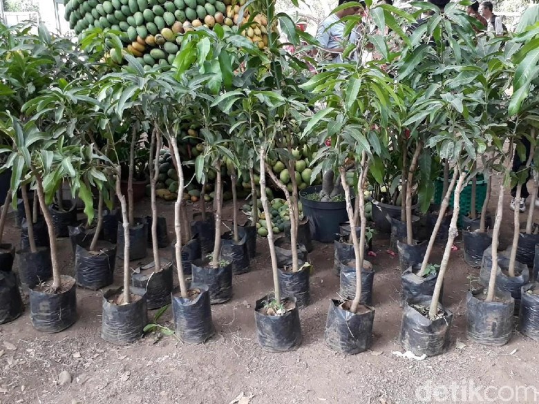 Produksi Mangga di Indonesia Siap Salip Thailand Produksi Mangga di Indonesia Siap Salip Thailand