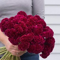 Celosia menjadi tanaman ornamental di pernikahan Kahiyang Ayu dan Bobby yang memiliki kepala bunga mirip seperti terumbu karang. Foto: Dok. Pinterest