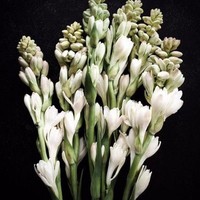 Sedap Malam memiliki wangian yang khas dan biasa mekar di malam hari. Tanaman yang tumbuh tinggi dengan rumpun bunga putih di atasnya ini pun memberi sentuhan tradisional pada tema dekorasi pernikahan Kahiyang Ayu dan Bobby. Foto: Dok. Pinterest