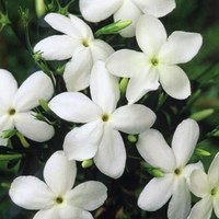 Melati, bunga khas Indonesia ini melambangkan kesucian dan kemurnian. Bunga ini menjadi keharusan untuk menghiasi rambut pengantin, terutama suku Jawa dan Sunda. Tak heran Anda akan lihat banyak melati di pernikahan Kahiyang Ayu dan Bobby nanti. Foto: Dok. Pinterest