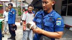 Tugas Unik Petugas Damkar: Lepas Cincin hingga Selamatkan Kucing