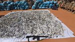 Foto 19 Ton Lintingan Ganja yang Diungkap Saat Penyergapan di Darfur