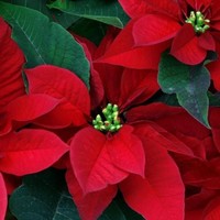 Poinsettia, bunga berwarna merah ini biasanya ramai dijual ketika acara Imlek dan Natal. Bunga ini biasanya tumbuh subur pada akhir tahun. Bunga ini pun akan mempercantik dekorasi pernikahan Kahiyang Ayu dan Bobby dengan warna cerahnya. Foto: Dok. Pinterest