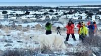 Pada rentan waktu musim dingin di Seal River Heritage Lodge, Churchill, Kanada, traveler dapat hunting foto beruang kutub yang biasa memunculkan diri (CNN Travel)