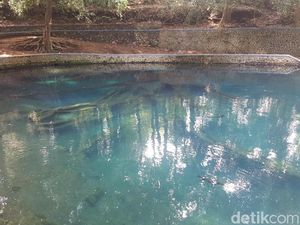 Video Ikan Dewa dan Fosil Kayu di Sumber Mata Air Jenon