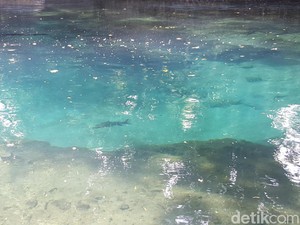 Penasaran Ikan Dewa di Sumber Mata Air Jenon, Mampir Yuk!