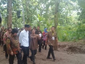 Jokowi: Impor Jagung Disetop, Harga di Petani Naik