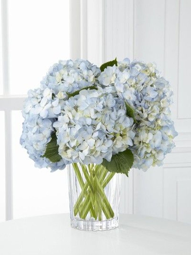 Bunga selanjutnya yang akan mengisi dekorasi pernikahan Kahiyang Ayu dan Bobby adalah Hortensia atau biasa dikenal dengan istilah hydrangea memiliki kepala bunga yang besar. Hortensia termasuk bunga yang paling banyak jenis dan warnanya. Foto: Dok. Pinterest