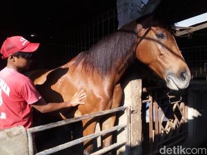Ini Kuda Poni Penarik Kereta Kahiyang-Bobby