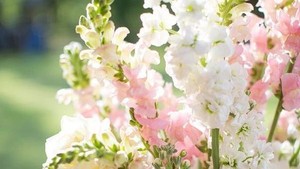 Anggrek Hingga Lili, Bunga-bunga Favorit dalam Dekorasi Pernikahan