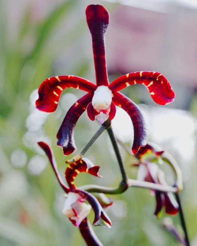 Anggrek Kalajengking menjadi salah satu bunga pilihan di resepsi pernikahan Kahiyang Ayu dan Bobby. Jenis anggrek ini mendapat namanya karena memiliki bentuk unik yang mirip hewan kalajengking.   Ini salah satu anggrek yang jarang ada. Harga seikatnya bisa sampai Rp 500 ribu, isi 50 batang, ungkap seorang penjual bunga di pasar bunga Rawa Belong, Jakarta. Foto: Dok. Pinterest