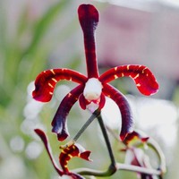 Anggrek Kalajengking menjadi salah satu bunga pilihan di resepsi pernikahan Kahiyang Ayu dan Bobby. Jenis anggrek ini mendapat namanya karena memiliki bentuk unik yang mirip hewan kalajengking.   Ini salah satu anggrek yang jarang ada. Harga seikatnya bisa sampai Rp 500 ribu, isi 50 batang, ungkap seorang penjual bunga di pasar bunga Rawa Belong, Jakarta. Foto: Dok. Pinterest