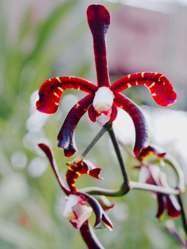 Bunga Langka Ini Akan Hiasi Pesta Pernikahan Kahiyang Ayu 