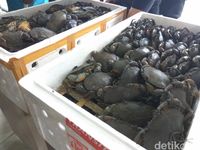 Bea Cukai Gagalkan Pengiriman 2.500 Kepiting Bertelur ke Taiwan