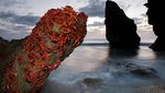 Foto: Waduh, Pulau Ini Isinya Ribuan Kepiting