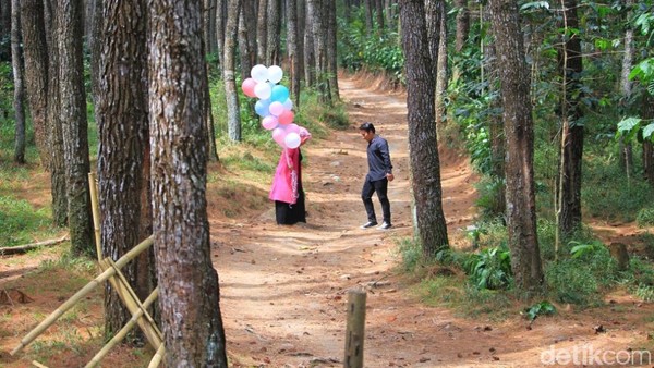 Sepasang calon pengantin sedang melakukan preweding berlatarkan hutan pinus. Mereka adalah Septi (26) dan Sandi (26) warga Majalaya, Kabupaten Bandung (Wisma Putra/detikTravel) Sepasang calon pengantin sedang melakukan preweding berlatarkan hutan pinus. Mereka adalah Septi (26) dan Sandi (26) warga Majalaya, Kabupaten Bandung (Wisma Putra/detikTravel)