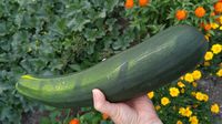 Zucchini besar yang ada di kebun ini dikira bom.